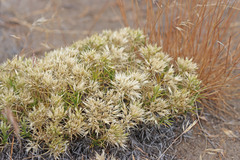 Eremogone franklinii