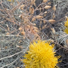 Heliothis phloxiphaga