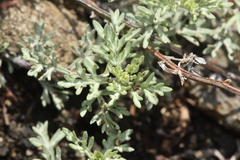 Artemisia michauxiana