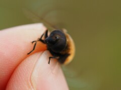 Eristalis intricaria