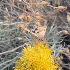 Heliothis phloxiphaga