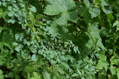 Thalictrum occidentale