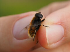 Eristalis intricaria