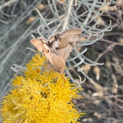 Heliothis phloxiphaga