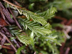 Plagiochila