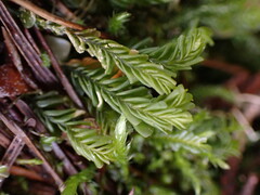 Plagiochila