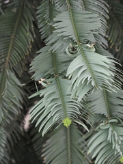 Wollemia nobilis