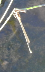 Coenagrionidae