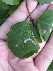 Aulagromyza hendeliana