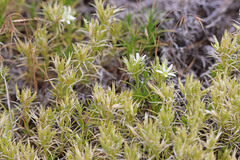 Eremogone franklinii