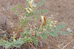 Astragalus succumbens