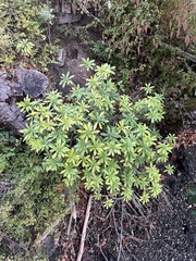 Daphne laureola