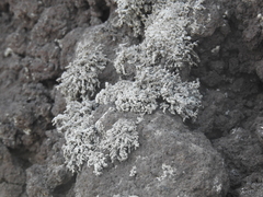 Lecanoromycetes