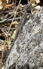 Sceloporus occidentalis longipes