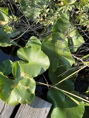 Nuphar polysepala