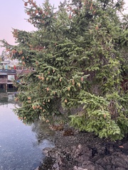 Picea sitchensis
