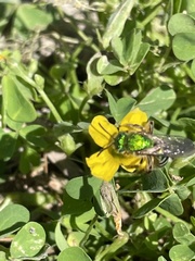 Agapostemon sericeus