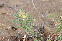 Astragalus succumbens