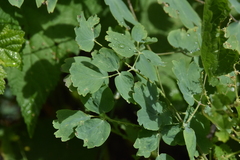 Thalictrum occidentale