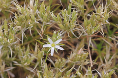 Eremogone franklinii