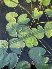 Nuphar polysepala