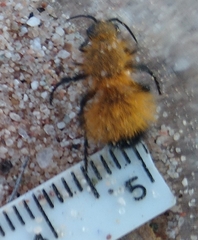 Dasymutilla arenivaga