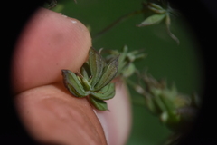 Thalictrum occidentale