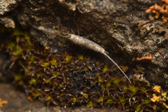 Archaeognatha