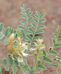Astragalus succumbens