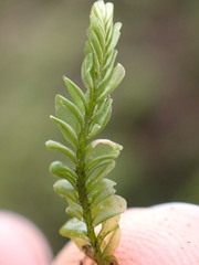 Plagiochila
