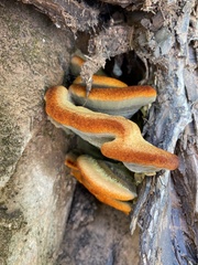 Inonotus hispidus