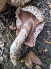 Agaricus bohusii
