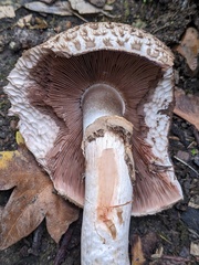 Agaricus bohusii