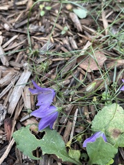 Campanula intercedens
