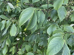 Ilex montana