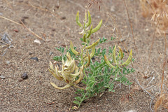 Astragalus succumbens
