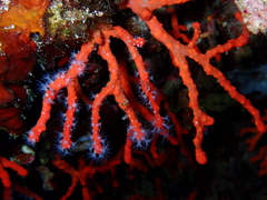 Corallium rubrum