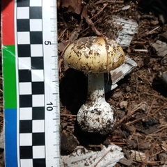 Gemmatae