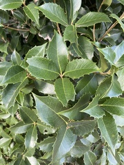 Osmanthus heterophyllus