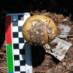 Gemmatae