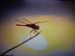Urothemis signata