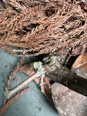 Flavopunctelia soredica