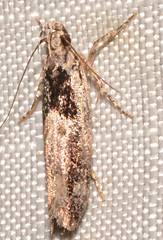Pseudochelaria walsinghami