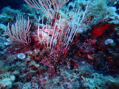 Eunicella singularis