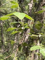 Planera aquatica