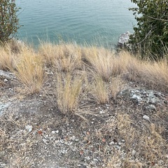 Pseudoroegneria spicata