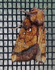 Papaipema leucostigma