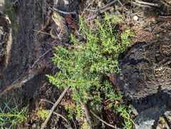 Artemisia michauxiana