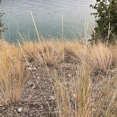 Pseudoroegneria spicata