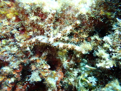 Coscinasterias tenuispina